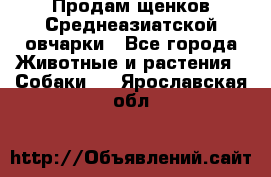 Продам щенков Среднеазиатской овчарки - Все города Животные и растения » Собаки   . Ярославская обл.